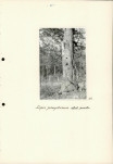 Ewidencja parkowa, skan nr 31