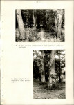 Ewidencja parkowa, skan nr 32