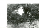 Ewidencja parkowa, skan nr 40