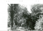 Ewidencja parkowa, skan nr 46