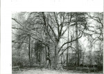 Ewidencja parkowa, skan nr 50