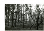 Ewidencja parkowa, skan nr 77