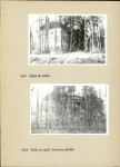 Ewidencja parkowa, skan nr 25