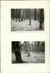 Ewidencja parkowa, skan nr 66