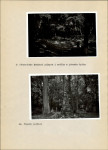 Ewidencja parkowa, skan nr 28