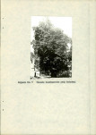 Ewidencja parkowa, skan nr 19
