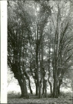 Ewidencja parkowa, skan nr 28