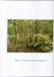 EP - Ewidencja parkowa, skan nr 60