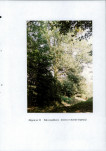 EP - Ewidencja parkowa, skan nr 62