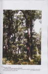 Ewidencja parkowa, skan nr 43
