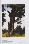 Ewidencja parkowa, skan nr 54