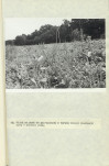 EP - Ewidencja parkowa, skan nr 67