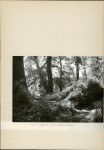 Ewidencja parkowa, skan nr 37