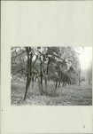Ewidencja parkowa, skan nr 21