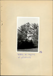 Ewidencja parkowa, skan nr 32