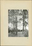 Ewidencja parkowa, skan nr 29