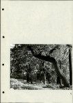 Ewidencja parkowa, skan nr 29