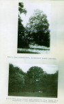 Ewidencja parkowa, skan nr 56
