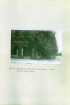 Ewidencja parkowa, skan nr 61