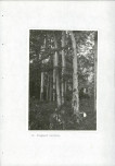 EP - Ewidencja parkowa, skan nr 54