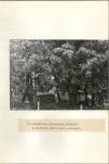 Ewidencja parkowa, skan nr 26