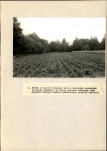 Ewidencja parkowa, skan nr 33