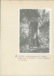 EP - Ewidencja parkowa, skan nr 21