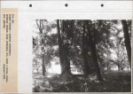 Ewidencja parkowa, skan nr 66