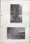 EP - Ewidencja parkowa, skan nr 34