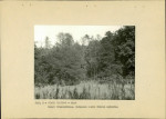 Ewidencja parkowa, skan nr 31