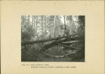 Ewidencja parkowa, skan nr 33