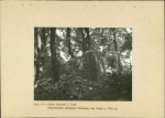 Ewidencja parkowa, skan nr 34