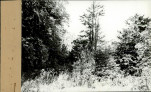 EP - Ewidencja parkowa, skan nr 38