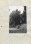 Ewidencja parkowa, skan nr 39
