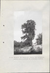 Ewidencja parkowa, skan nr 54