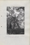 Ewidencja parkowa, skan nr 59
