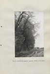 Ewidencja parkowa, skan nr 40