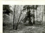 EP - Ewidencja parkowa, skan nr 11