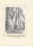 Ewidencja parkowa, skan nr 22