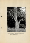 Ewidencja parkowa, skan nr 15
