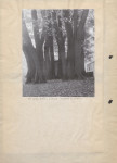 Ewidencja parkowa, skan nr 15