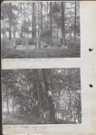 Ewidencja parkowa, skan nr 16