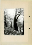 Ewidencja parkowa, skan nr 16