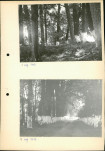Ewidencja parkowa, skan nr 13
