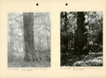 Ewidencja parkowa, skan nr 15