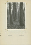 Ewidencja parkowa, skan nr 30