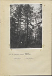 Ewidencja parkowa, skan nr 29