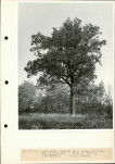 Ewidencja parkowa, skan nr 17