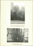 Ewidencja parkowa, skan nr 29