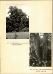 Ewidencja parkowa, skan nr 26